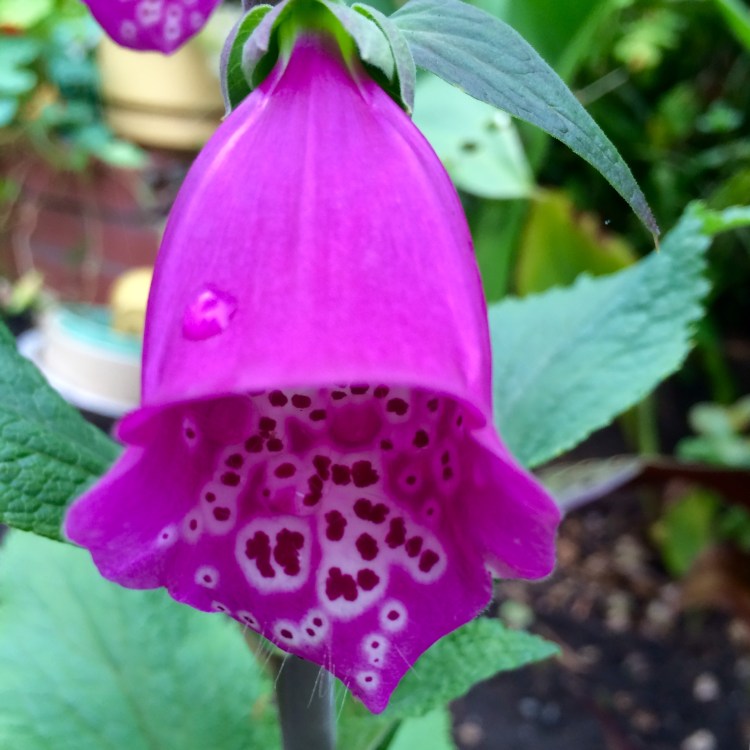 Foxglove