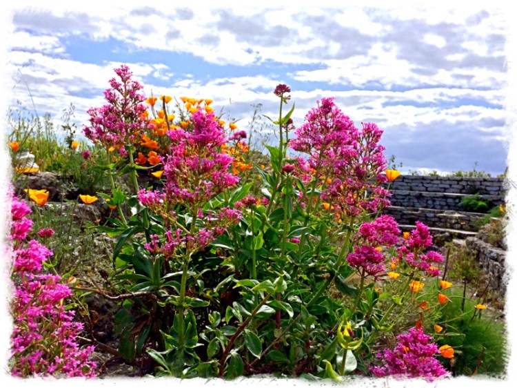 Jupiter's Beard and Poppies with a sprinkle of anise