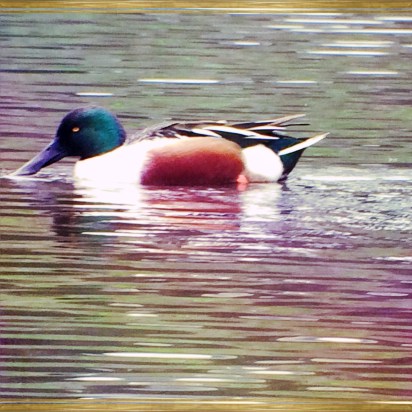 Perhaps a Wood Duck