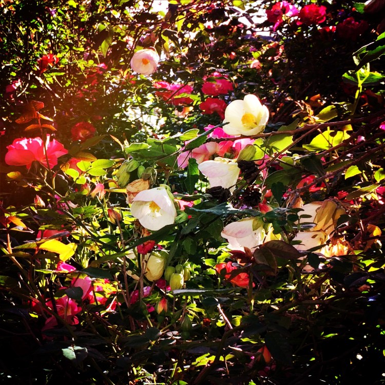 Flower collection