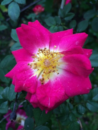 Wild Rose