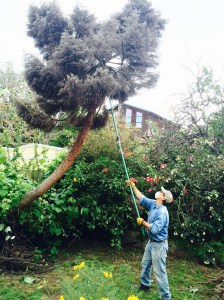 Last moments of tree