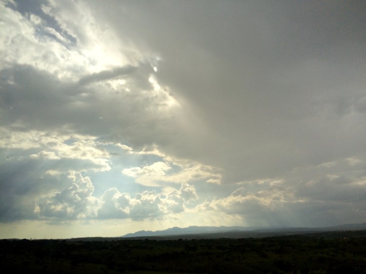 Tomatoes Need Rain and Sun