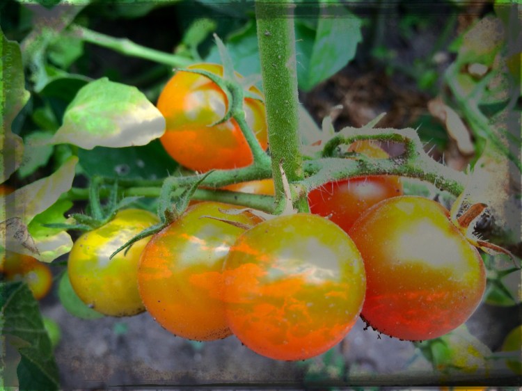 Sum Gold Tomatoes With Clouds