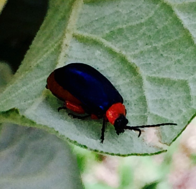 Bright bu takes a bight