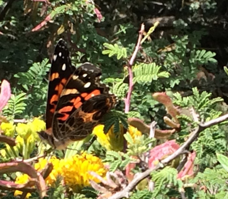 Spotted Butterfly
