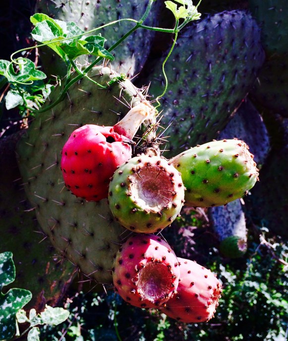 Prickly Pears