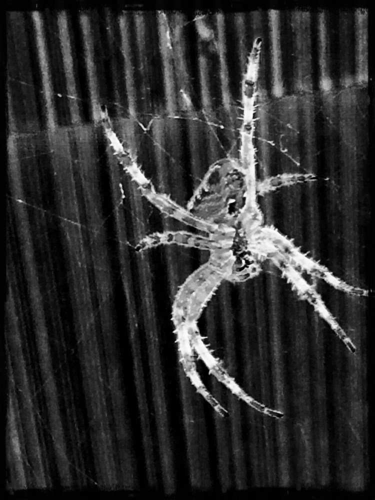 Spider 