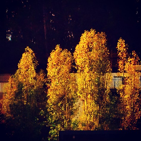 Stand of Aspen Hipstamatic 