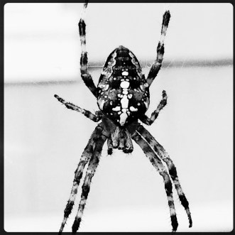 Spider Wearing a Mask?