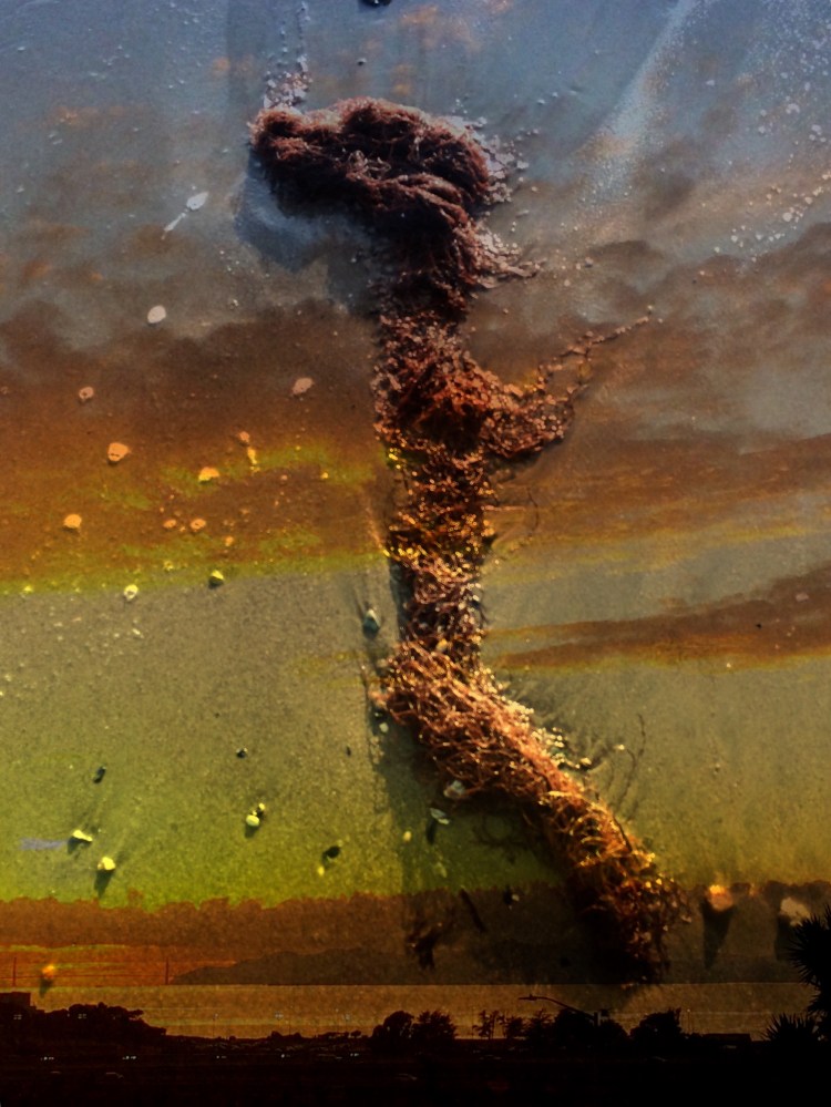 Seaweed and Sunset