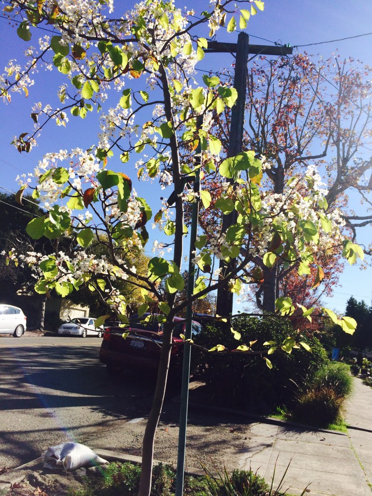 Two seasons of Street Trees
