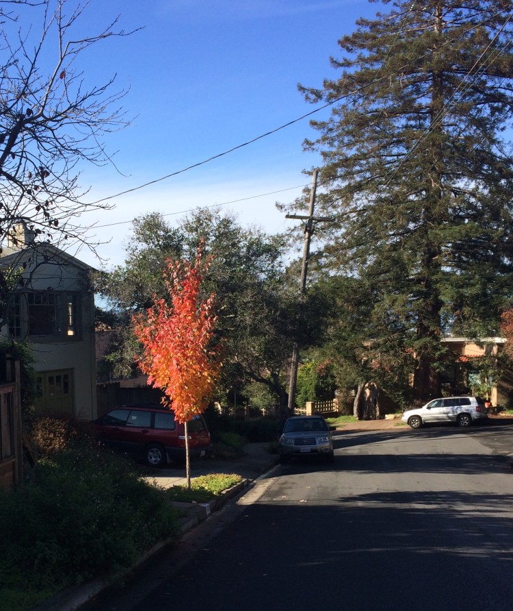 Flaming Street Trees