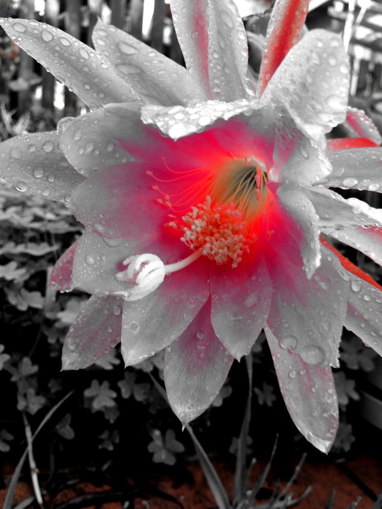 Red hot Black and White Flower