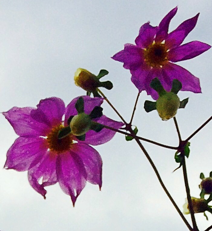 Tree Dahlia