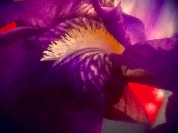 Bearded Iris