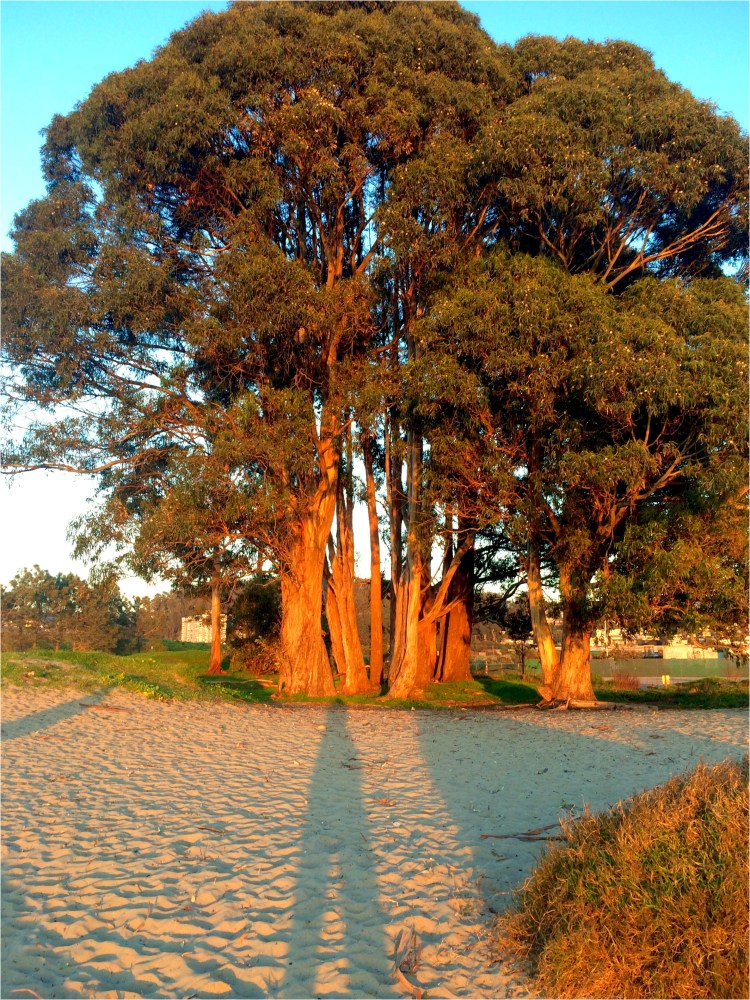 Longest Shadow