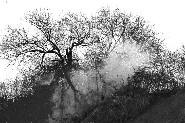 The Flood Pixlar edit of Winter trees,