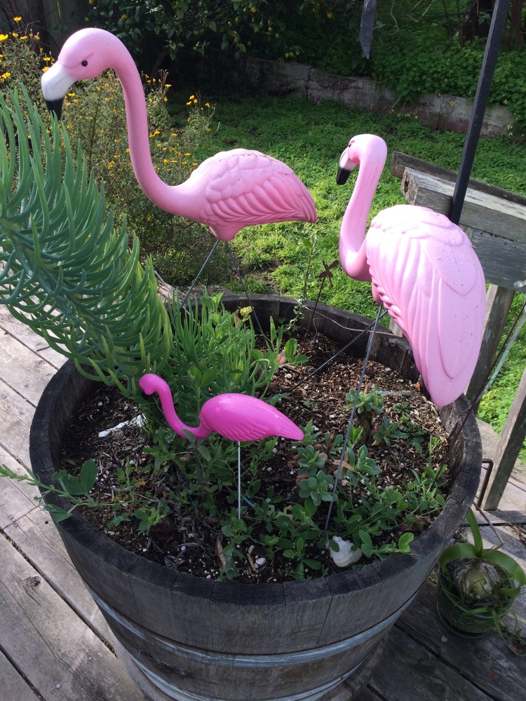 Flamingo Family