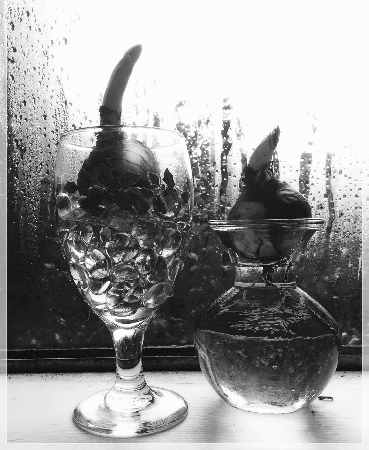 Paper whites Waiting in the Window