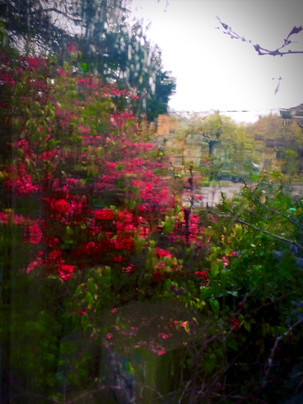 Quince, Wild Lilac and Redbud