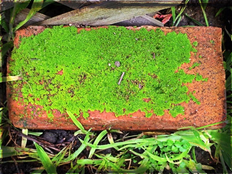 Mossy Brick