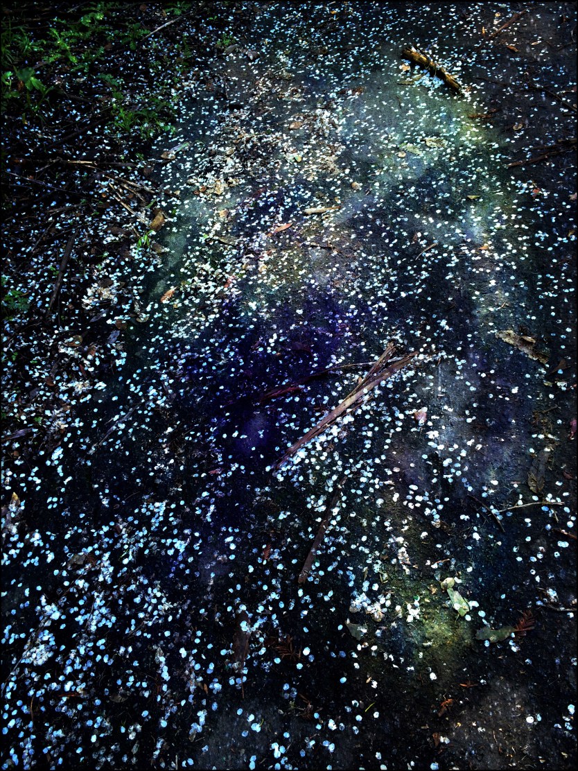 Out of This World Petal Road