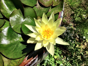 Lotus grows from the mud as toad knows so well.