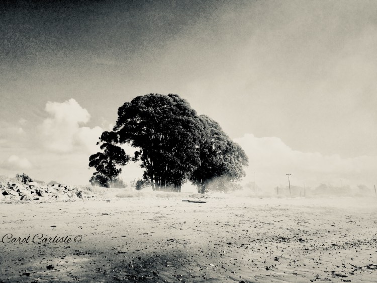 Copyright Carol Carlisle