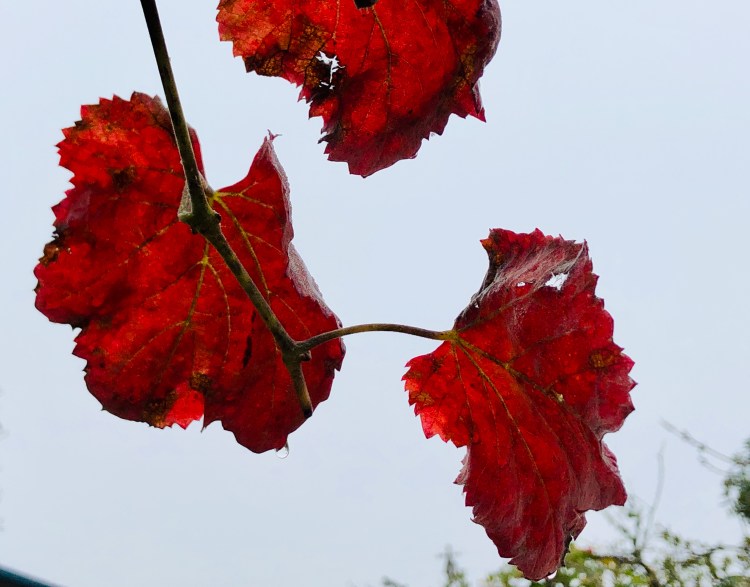 4130D18B-F211-4EC9-8C50-F16AFE38B759