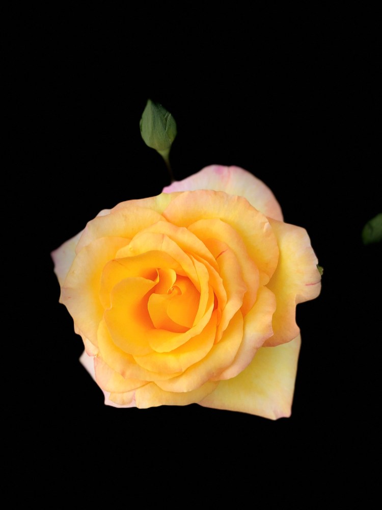 50F56964-41B7-4D0F-BBF1-5DA8063D9F20