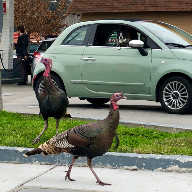 60AC44DC-4A13-41AC-8F1E-E31D72F70247