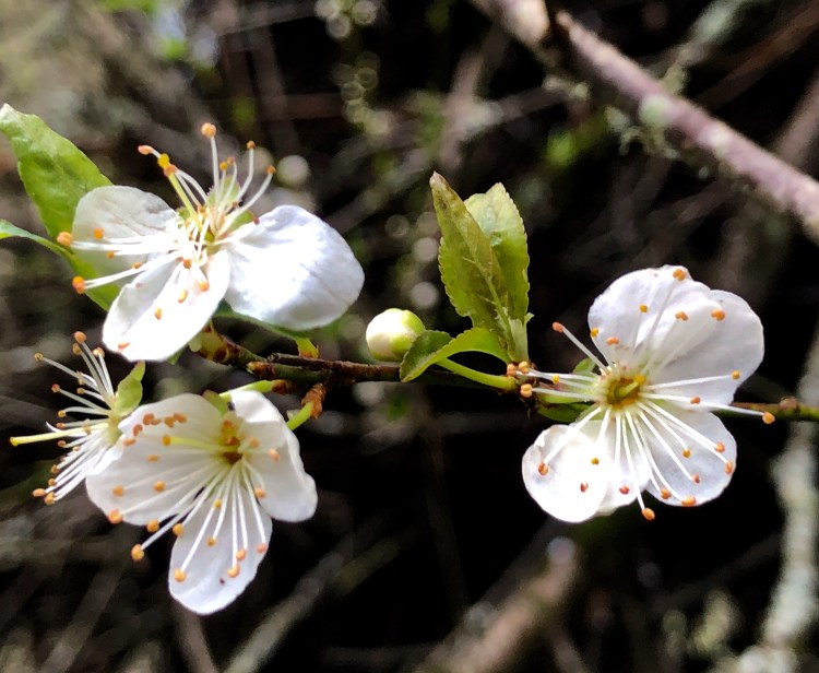 957D8FF0-831A-45C2-A596-AC92BDC5C366