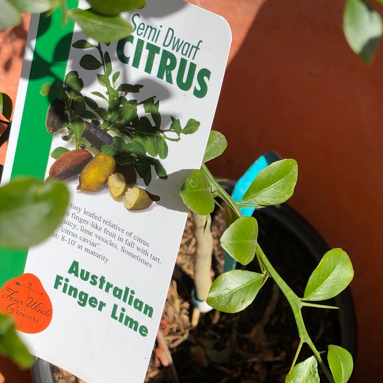 BBA0CB2E-92E5-4AC8-BC7C-89D3B3090E8C