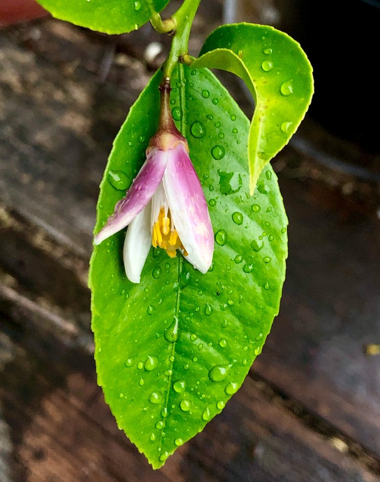 BF37515F-B4CC-4C41-9ADA-4F25A863B5B2