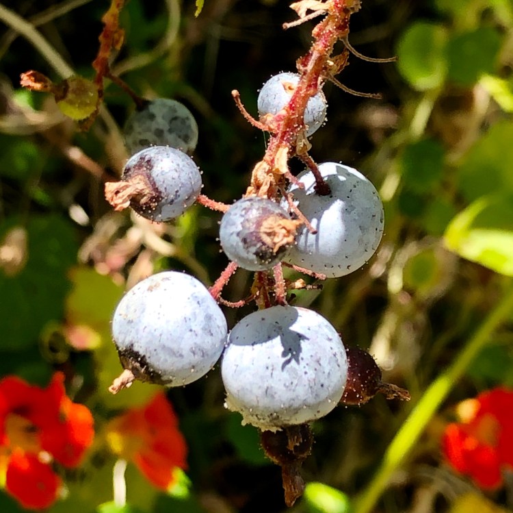 Ripe Blue Currant Berries
