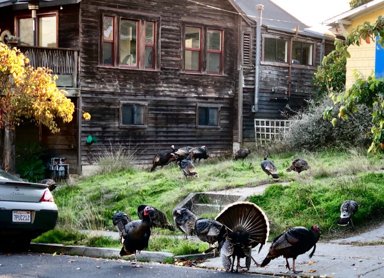 Turkeys and ginkgo tree