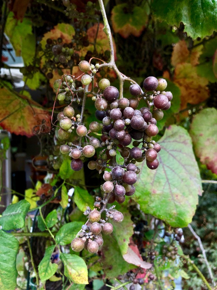 Grapes 2019
