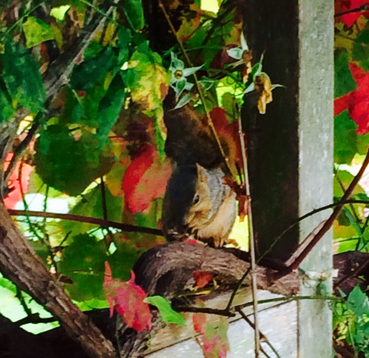 Squirrel and grape leaves