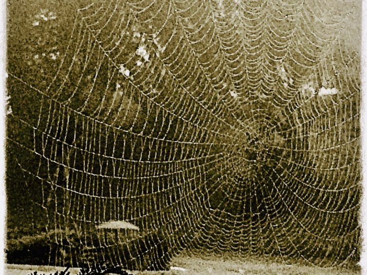 Spider web