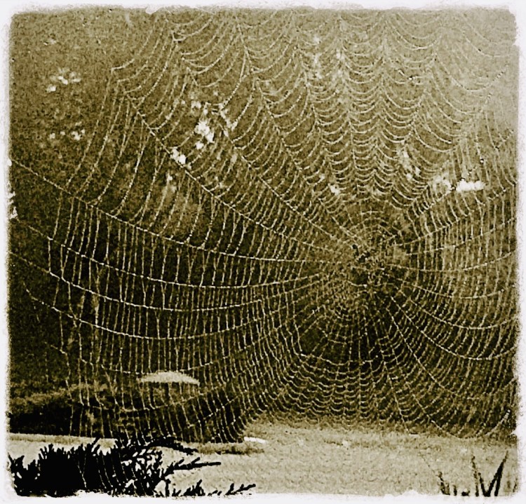 Spider web