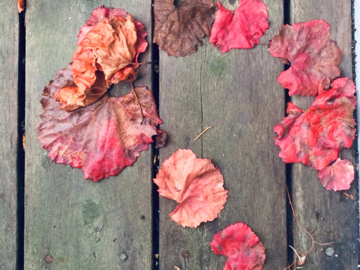 Grape leaves on the deck