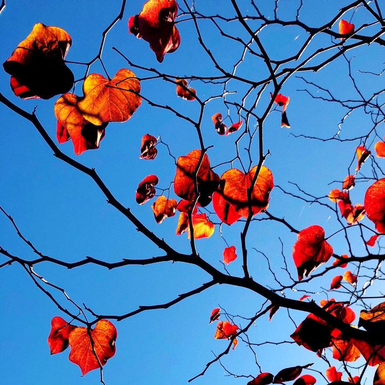 Orange leaves and Blue Sky 