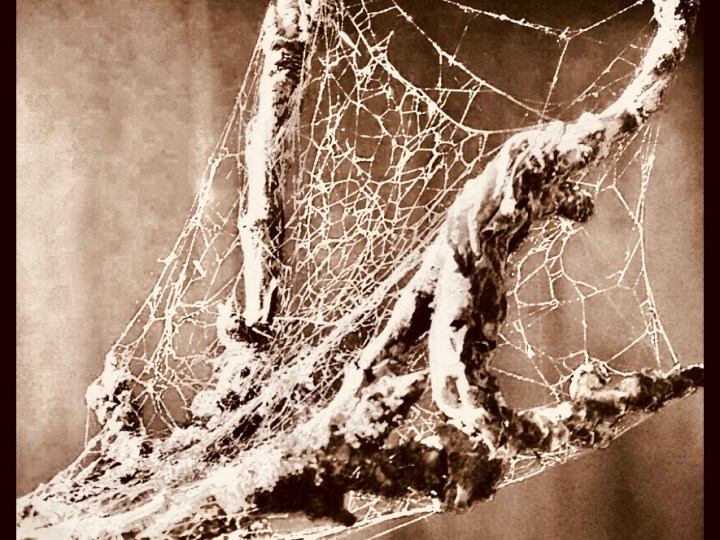 Branch with spider web