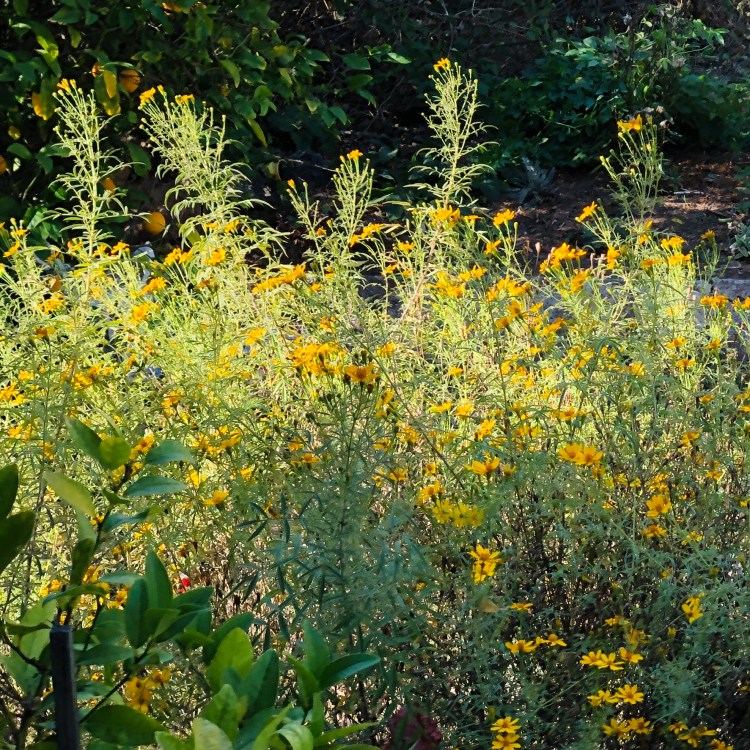 Wind Blown Marigolds 