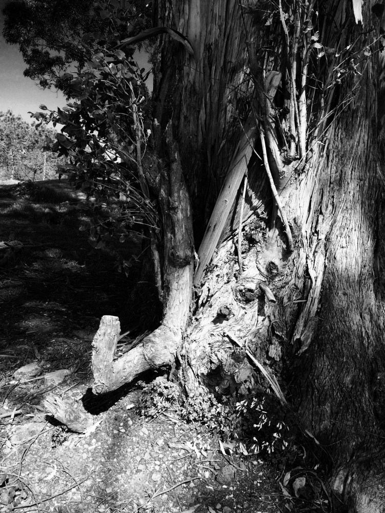 Tree bench