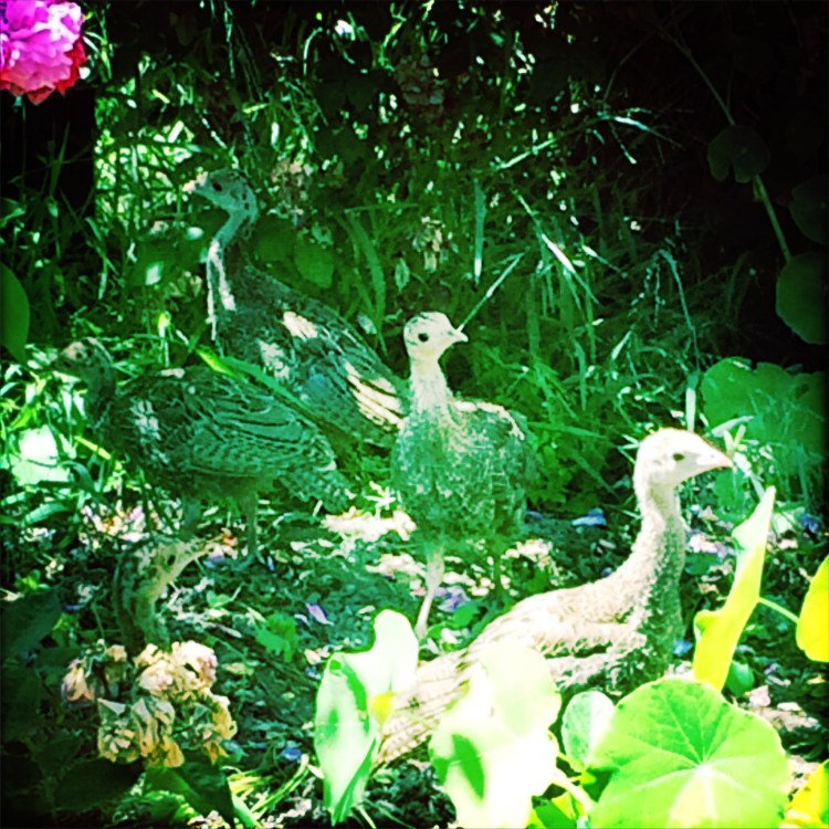Turkey chicks