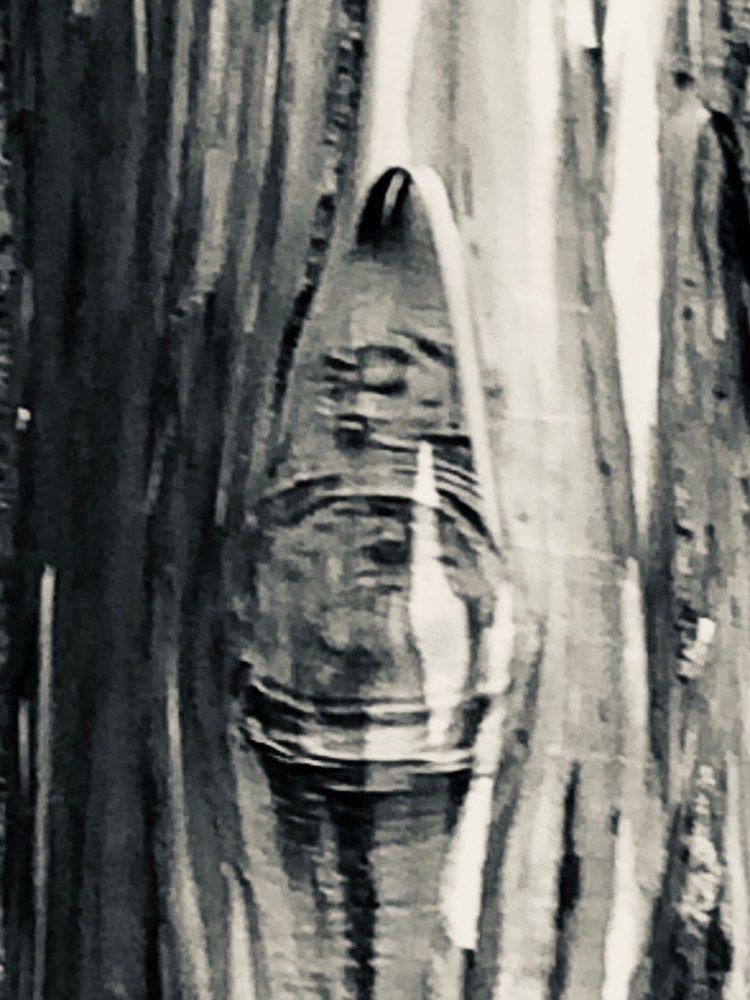 Redwood bark