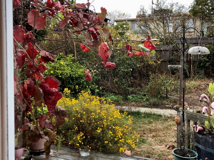 The yard during first rain