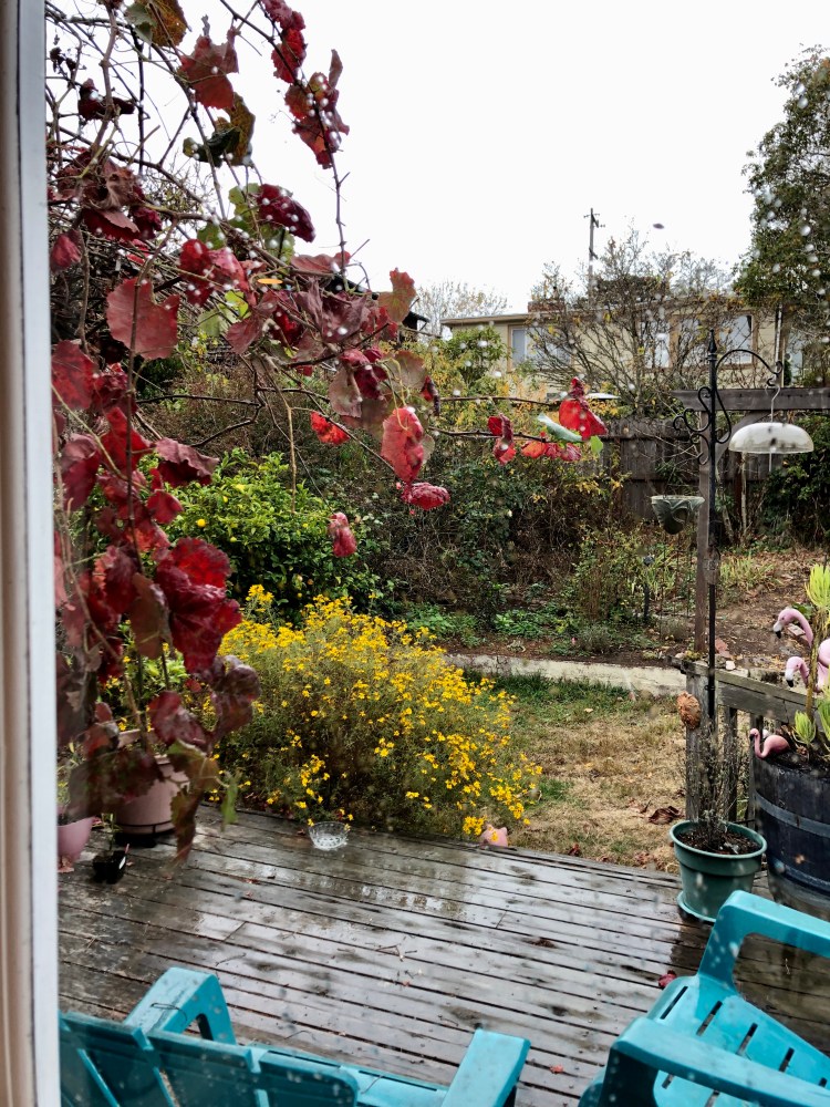 The yard during first rain